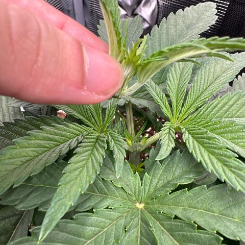 O.M.G. 2 growlog timeline photo