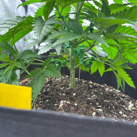 Mylar Magic growlog timeline photo