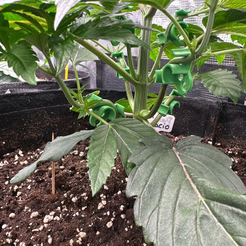 Pink Bacio growlog timeline photo