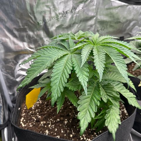 Mylar Magic growlog timeline photo