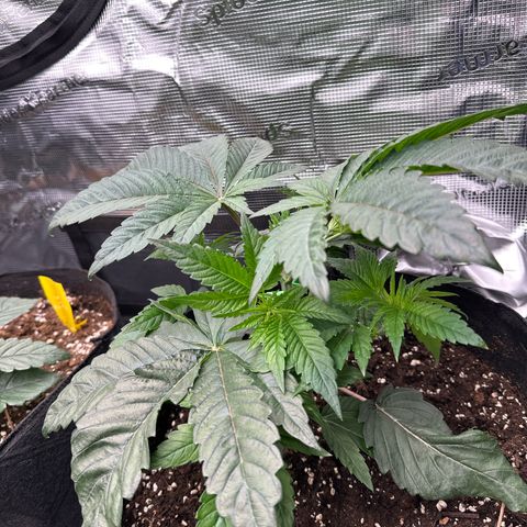Pink Bacio growlog timeline photo