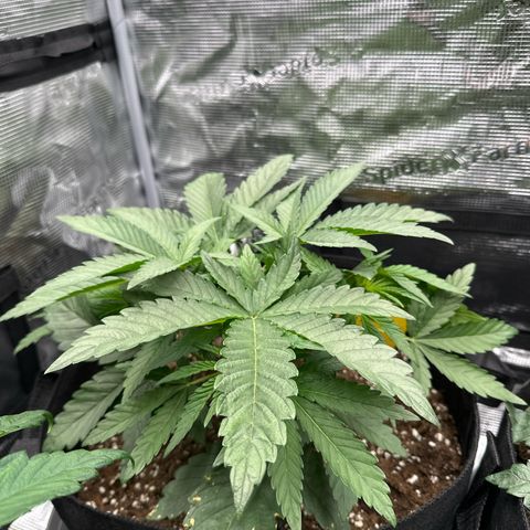 O.M.G. 2 growlog timeline photo