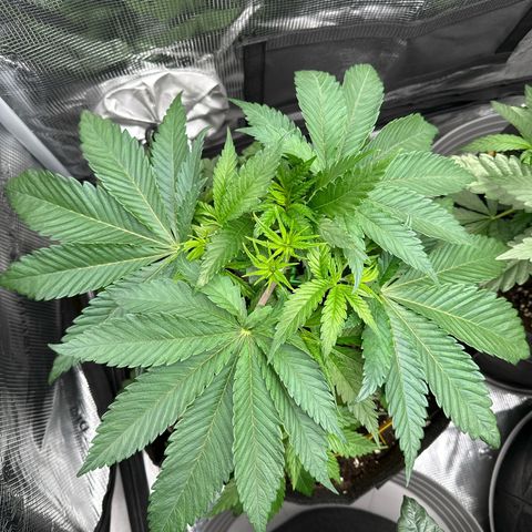 Mylar Magic growlog timeline photo