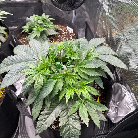 Pink Bacio growlog timeline photo