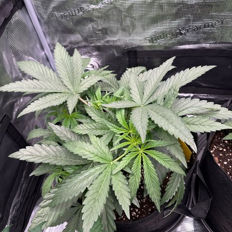 O.M.G. 2 growlog timeline photo