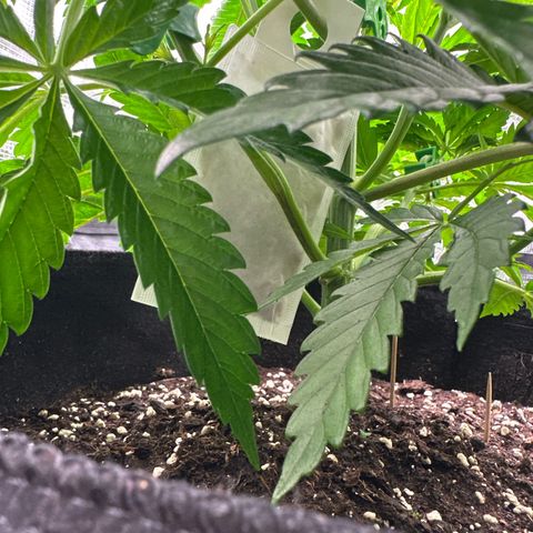 Mylar Magic growlog timeline photo