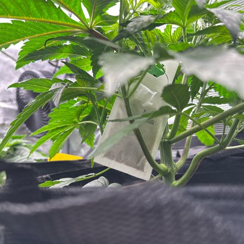 Pink Bacio growlog timeline photo