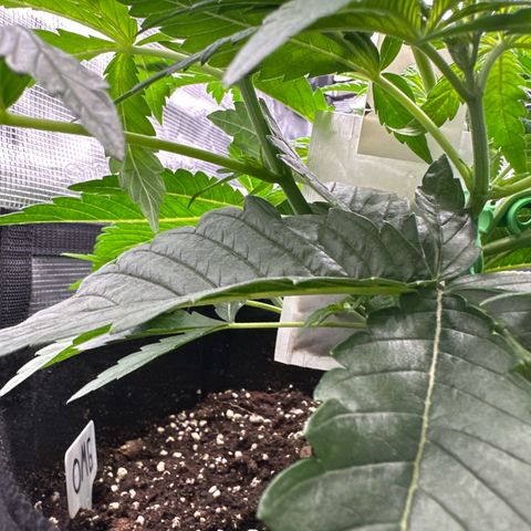 O.M.G. 2 growlog timeline photo