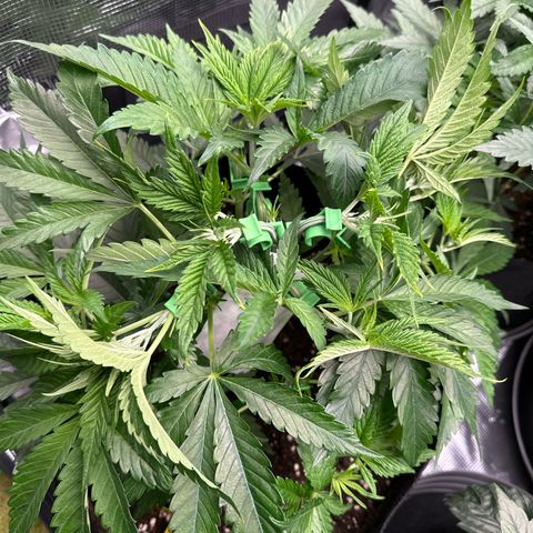 Mylar Magic growlog timeline photo