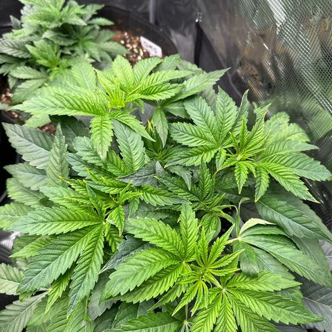 Pink Bacio growlog timeline photo
