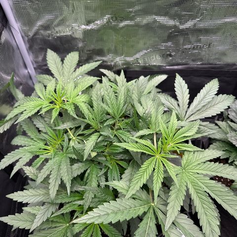O.M.G. 2 growlog timeline photo