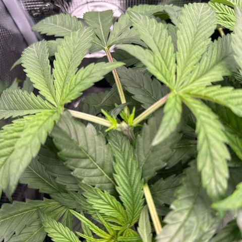 O.M.G. 2 growlog timeline photo