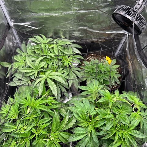 O.M.G. 2 growlog timeline photo