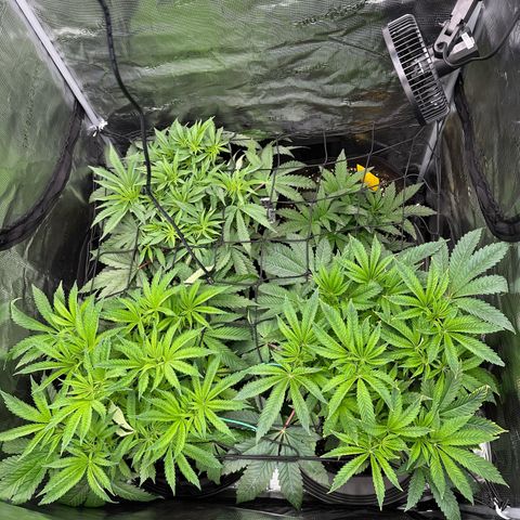 O.M.G. 2 growlog photo: Top Left+ Right: OMG
Bottom Left: Mylar Magic
Bottom Right: Pink Bacio