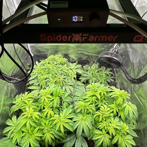 O.M.G. 2 growlog photo: Top Left/Right: OMG
Bottom Left: Mylar Magic
Bottom Right: Pink Bacio