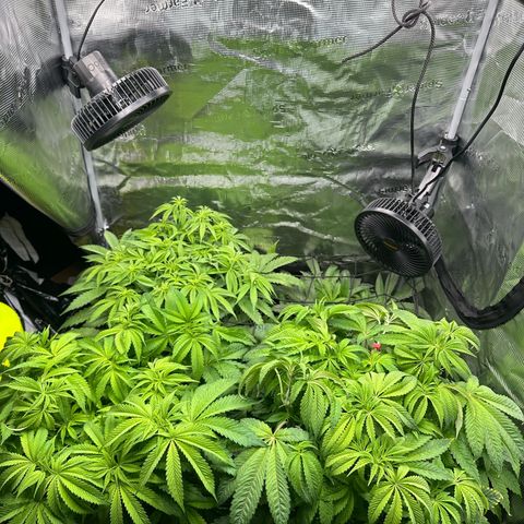 O.M.G. 2 growlog timeline photo