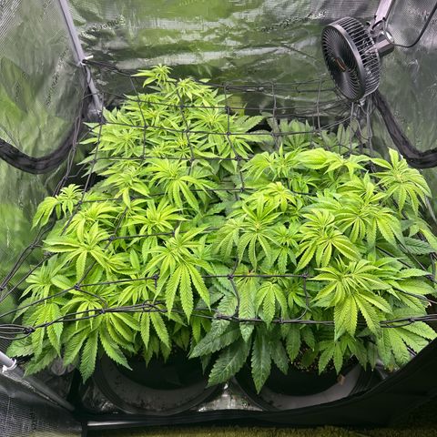 O.M.G. 2 growlog timeline photo