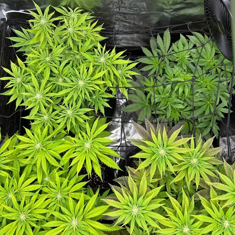 O.M.G. 2 growlog photo: Top: O.M.G.
Bottom Left: Mylar Magic
Bottom Right: Pink Bacio