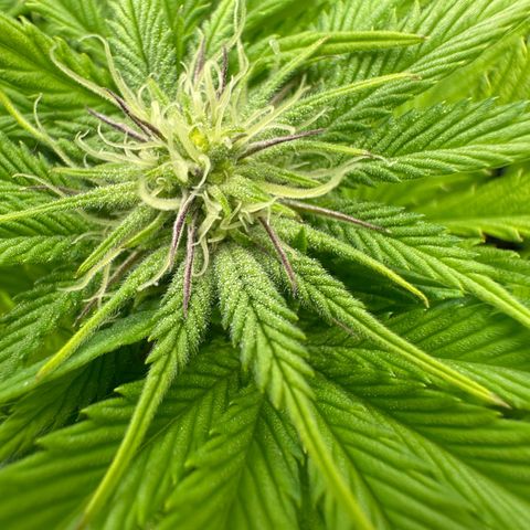 Mylar Magic growlog timeline photo