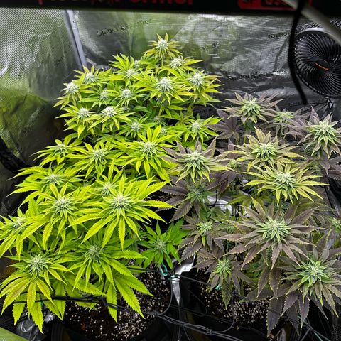 O.M.G. 2 growlog timeline photo