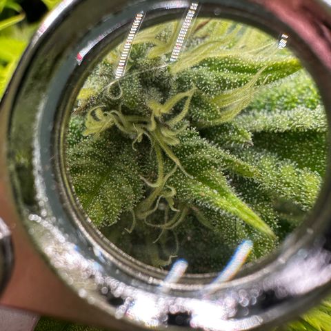 Mylar Magic growlog timeline photo