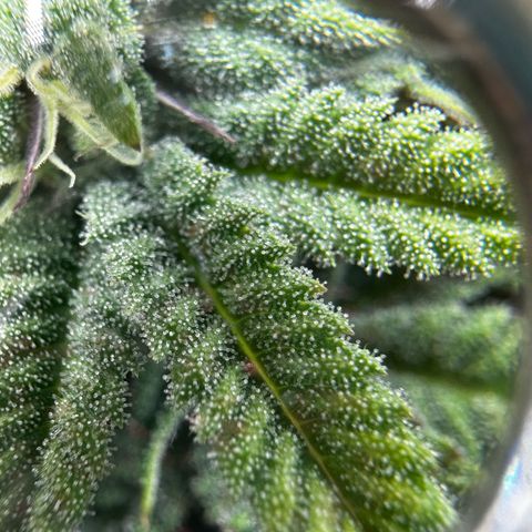 Pink Bacio growlog timeline photo