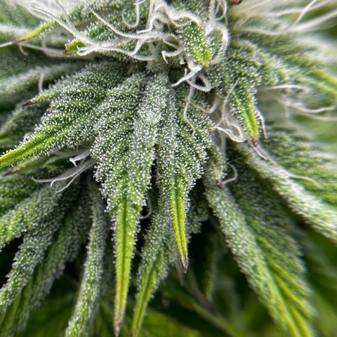 O.M.G. 2 growlog timeline photo