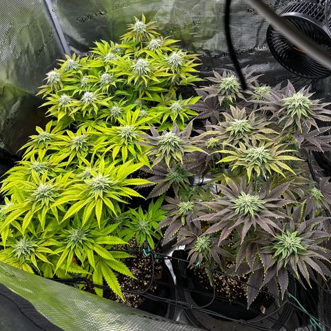 O.M.G. 2 growlog timeline photo