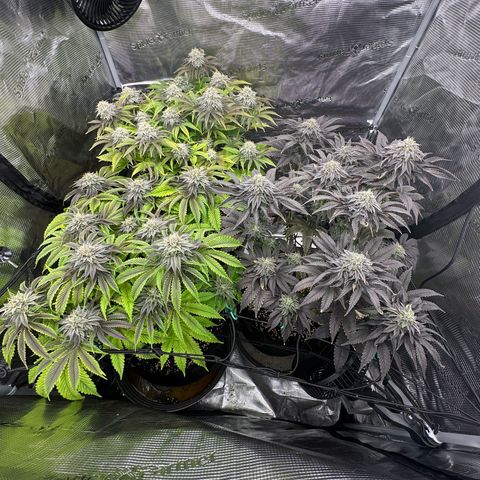 O.M.G. 2 growlog photo: Front left: Mylar Magic
Back Left: O.M.G.
Vorne Rechts: Pink Bacio