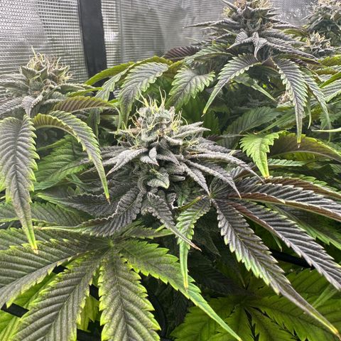 Mylar Magic growlog photo: BT 54