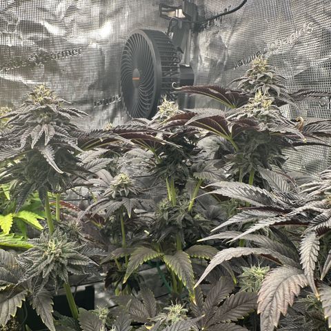 Pink Bacio growlog photo: BT 54