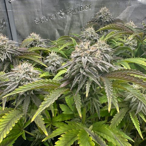 O.M.G. 2 growlog photo: BT 54