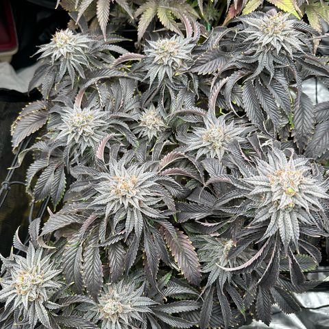 Mylar Magic growlog timeline photo