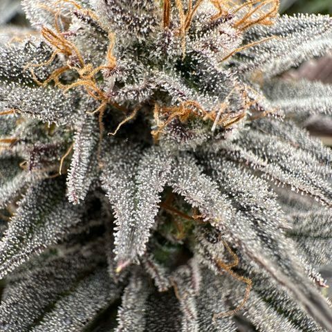 Mylar Magic growlog timeline photo
