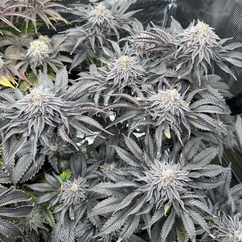 Pink Bacio growlog timeline photo