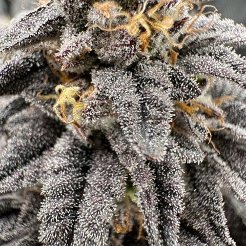 Pink Bacio growlog timeline photo