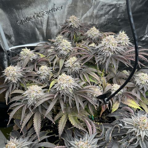 O.M.G. 2 growlog timeline photo