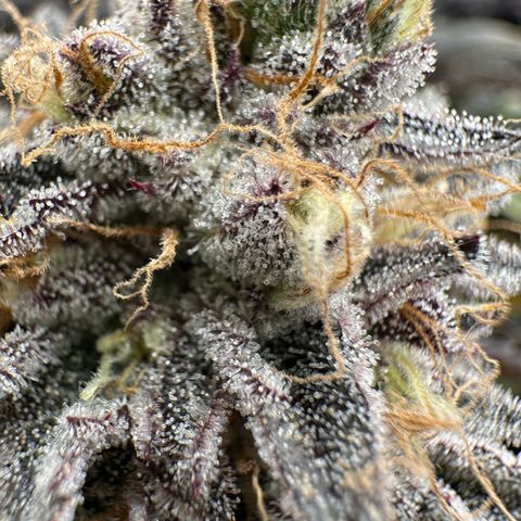 O.M.G. 2 growlog timeline photo