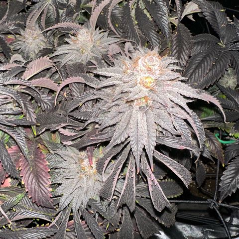 Mylar Magic growlog timeline photo