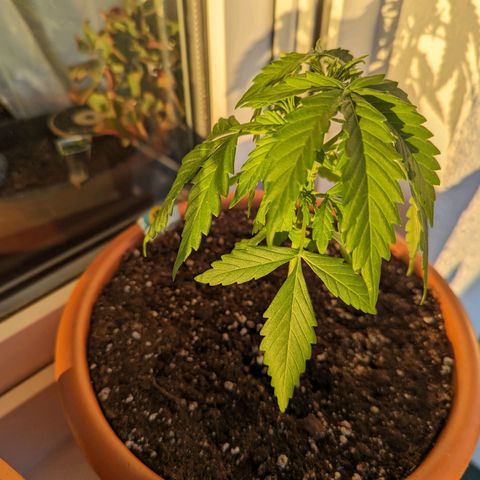 Royal Critical Automatic growlog timeline photo