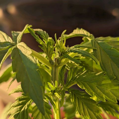 Royal Critical Automatic growlog timeline photo