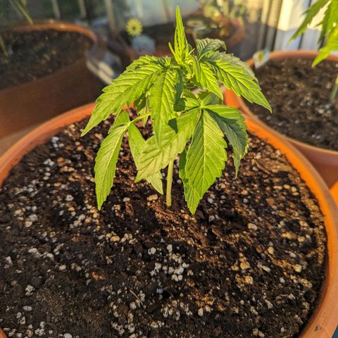 Milky Way growlog timeline photo