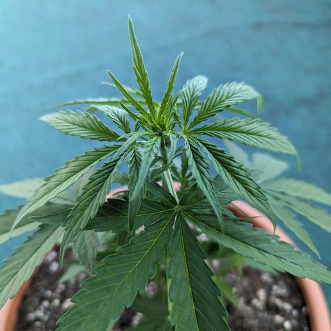 Milky Way growlog timeline photo