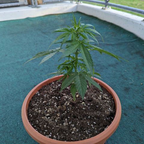 Milky Way growlog timeline photo