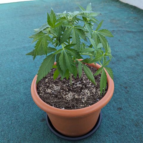Royal Critical Automatic growlog timeline photo