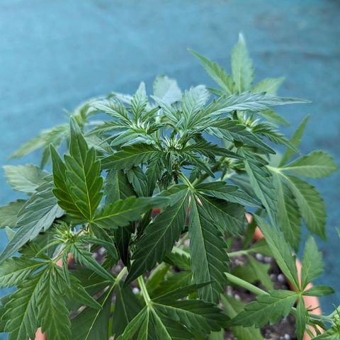 Royal Critical Automatic growlog timeline photo