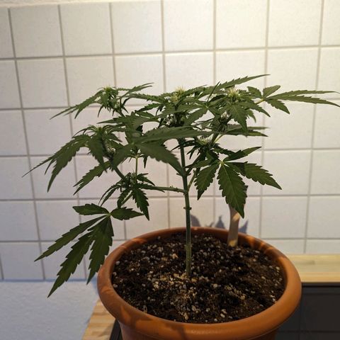 Royal Critical Automatic growlog timeline photo