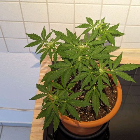 Royal Critical Automatic growlog timeline photo