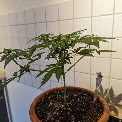 Royal Critical Automatic growlog timeline photo