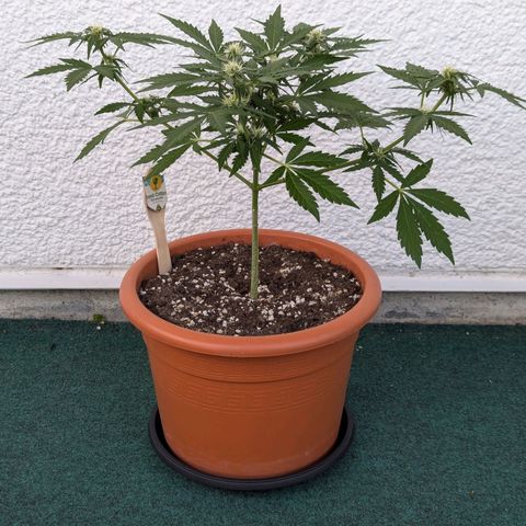 Royal Critical Automatic growlog timeline photo
